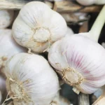 garlic-1296×728-header