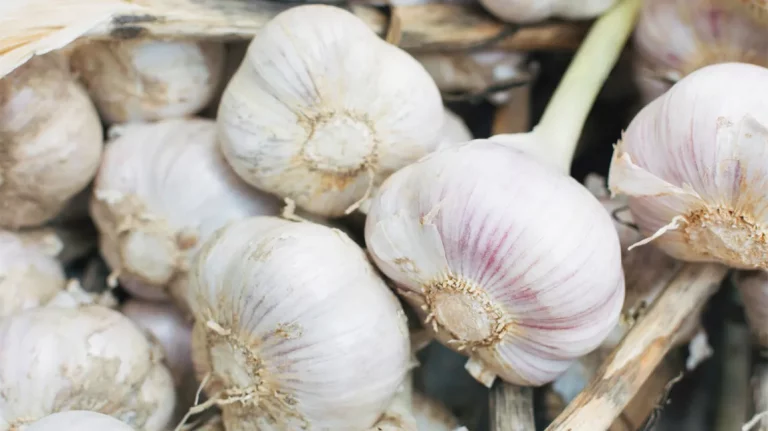 Können Sie Knoblauch kompostieren?