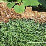 how-to-compost-weeds