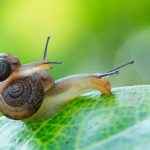 how-to-get-rid-of-snails-780×520