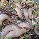slugs-in-compost-768×576