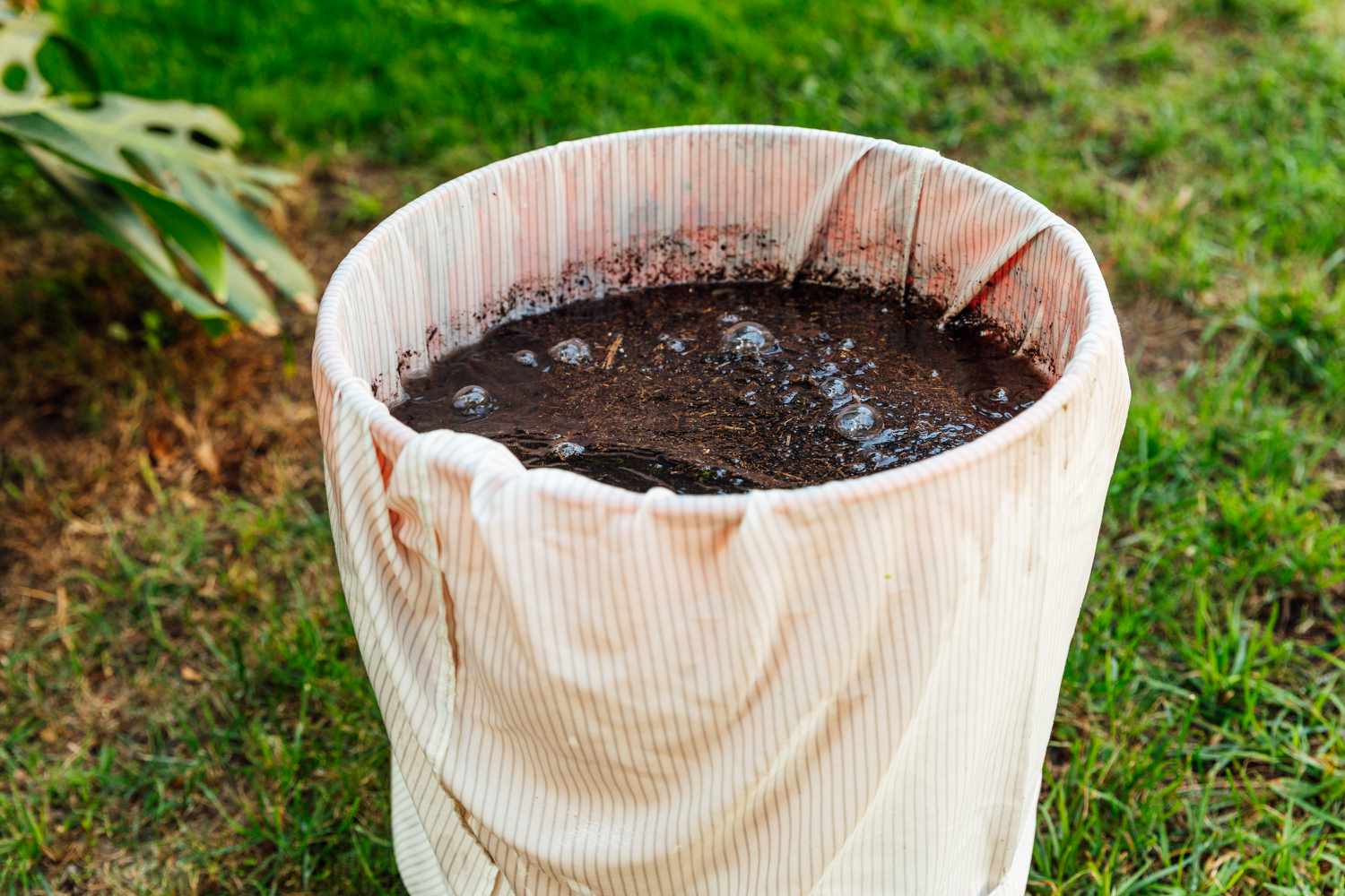 Wie oft sollten Sie Ihren Garten mit Komposttee versorgen?