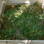 weeds-in-a-compost-pile