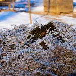 winter-compost-feature-1
