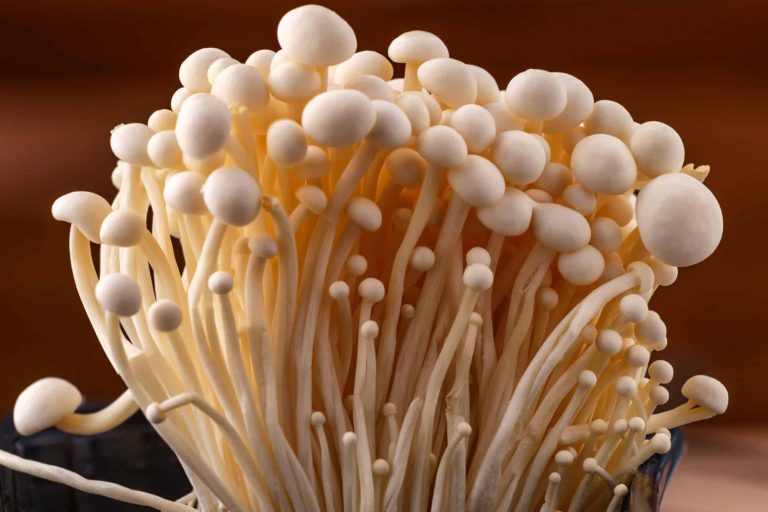Wie man Enoki-Pilze züchtet