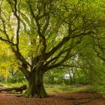 beech-tree-clent-hills-worcestershire-1591489