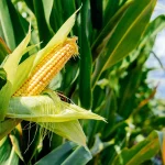 corn-vs-maize-01