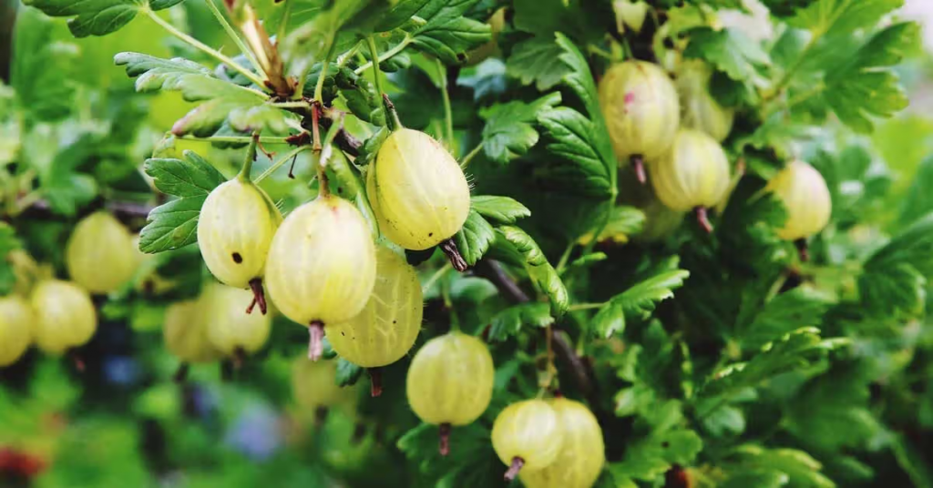 Wie und wann man Stachelbeeren schneidet: Ein Anfängerleitfaden für verbesserte Fruchtbildung