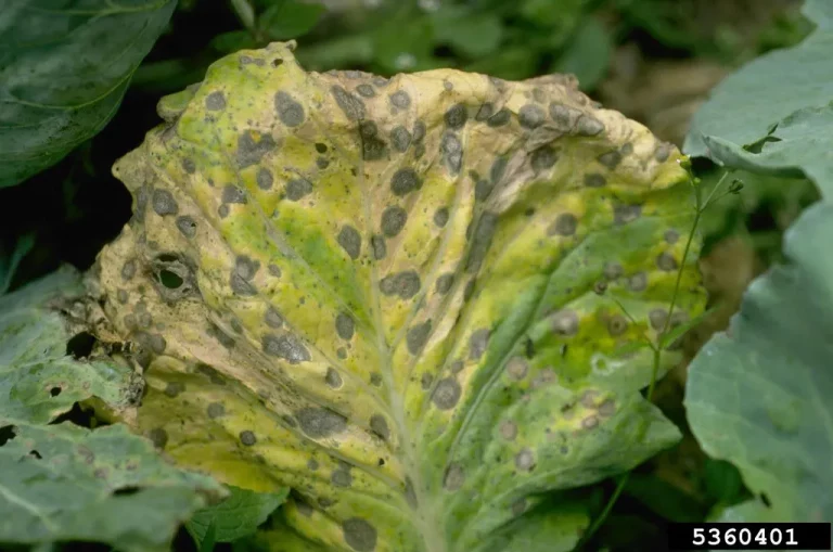 Alternaria-Blattflecken: Wie man Alternaria im Garten behandelt