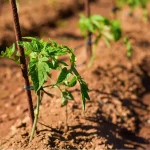 Abstände für Tomatenpflanzen: Wie man Tomatenpflanzen platziert