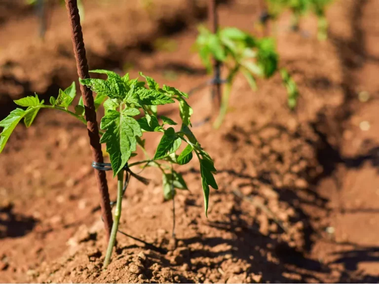 Abstände für Tomatenpflanzen: Wie man Tomatenpflanzen platziert