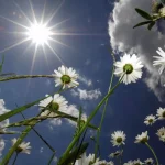 Pflanzen in voller Sonne – Pflanzen, die gut in direkter Sonne gedeihen