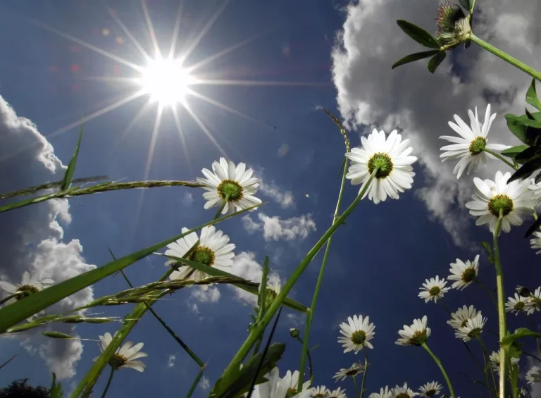 Pflanzen in voller Sonne – Pflanzen, die gut in direkter Sonne gedeihen
