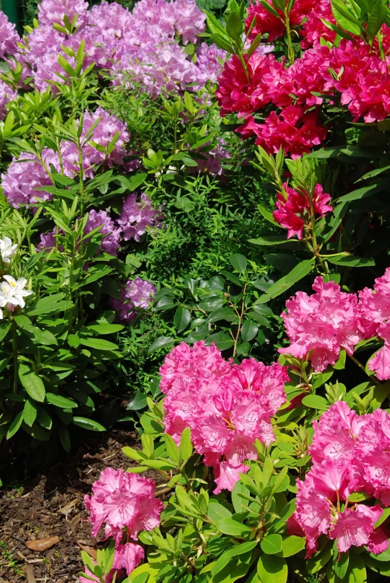Blumen und Pflanzen in sauren Böden – Welche Pflanzen wachsen in sauren Böden?