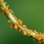 Natürliche Bekämpfung von Blattläusen: Wie man Blattläuse sicher loswird