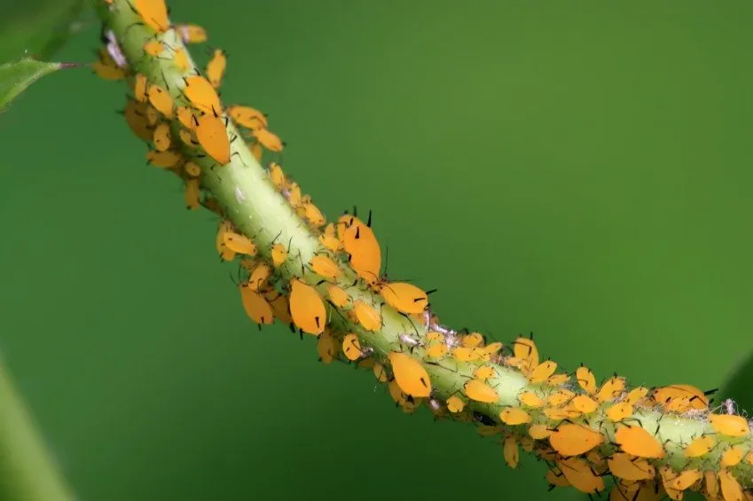 Natürliche Bekämpfung von Blattläusen: Wie man Blattläuse sicher loswird