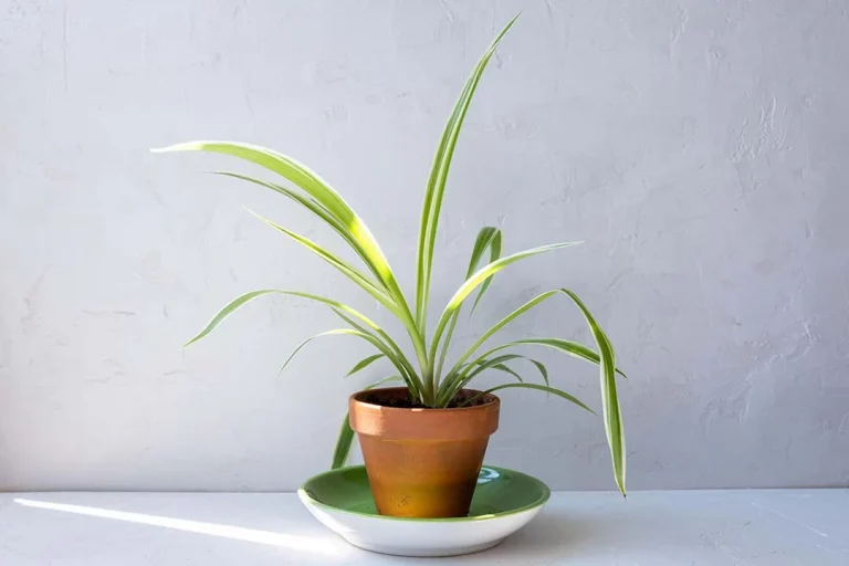 Pflege der Grünlilie (Spider Plant)