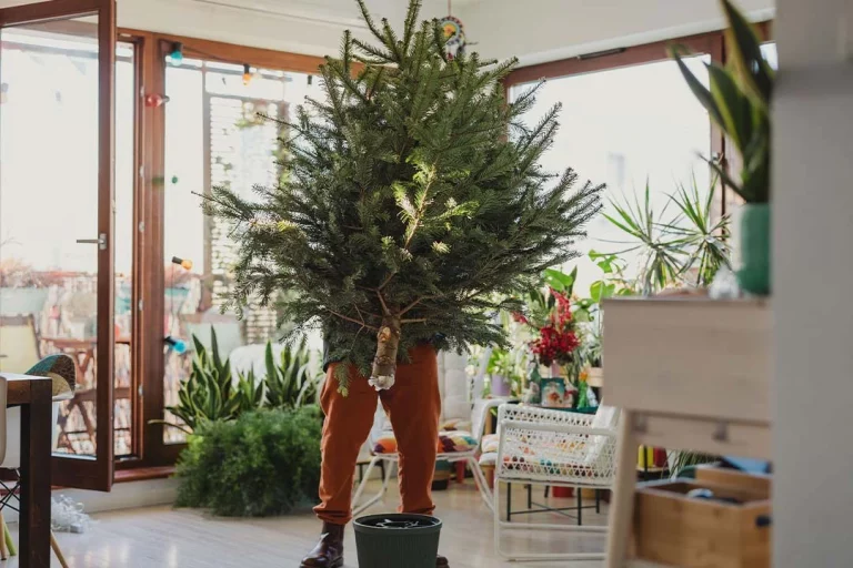Wie man einen echten Weihnachtsbaum pflegt