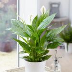 peace-lily-white-pot-windowsill_f2e9b4e4-ba0b-4393-888c-ceeef6ca34db