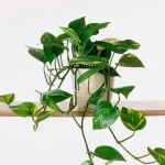 pothos-plant-white-pot-shelf_e530c293-4754-4fe6-8b78-99ab3ae4c739