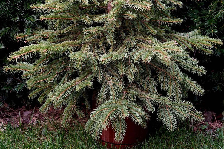 Wie man Weihnachtsbäume wachsen lässt