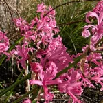 Nerines-planted-in-groups